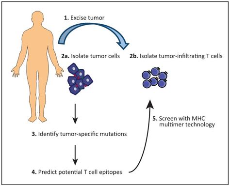 Tumor Exome Analysis Reveals Neoantigen Specific T Cell Reactivity In