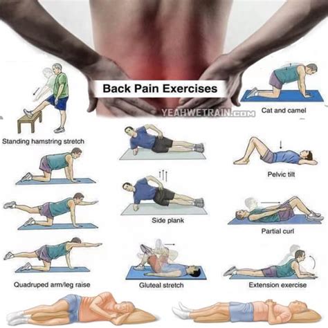 Back Exercises Lower Back Exercises For Pain