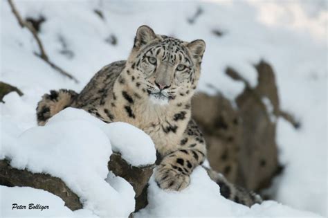 Zoo Partners Snow Leopard Trust
