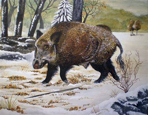 Wild Boar Painting At Explore Collection Of Wild