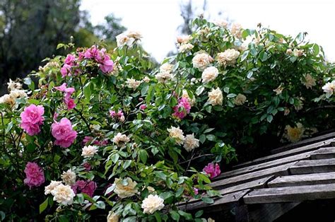 Rosa Reve Dor 1869 France Intertwined With Rosa Climbing Pinkie