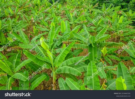Field Green Abaca Plants Stock Photo 2216467291 Shutterstock