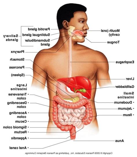 Human Organs Diagram Male Koibana Info Digestive System Anatomy The