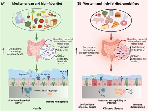 Frontiers Diet Microbiota And The Mucus Layer The Guardians Of Our
