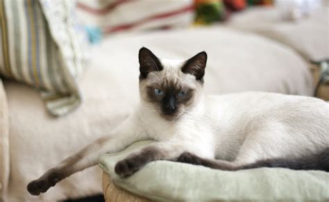 Balinese Cat History Character Health Breeding And More