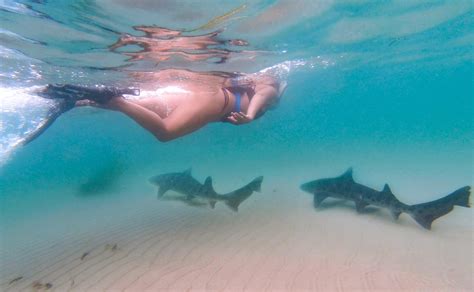 How To Swim With Leopard Sharks In La Jolla That Adventure Life