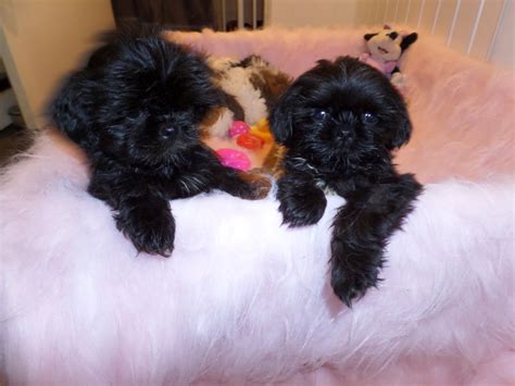Check spelling or type a new query. Shih tzu Boomer Puppie s - Shihtzu en boomer puppies