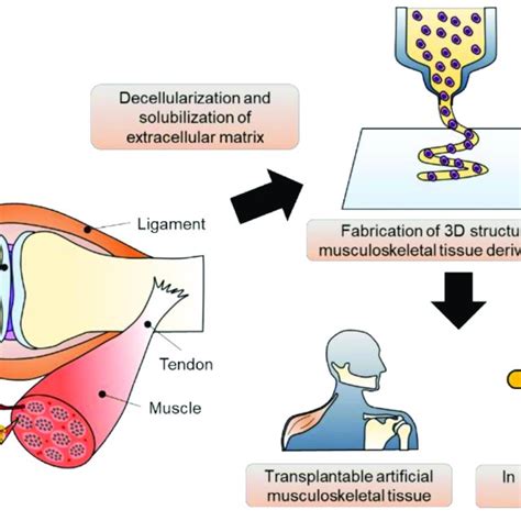 Musculoskeletal Tissue Derived Decellularized Extracellular Matrix