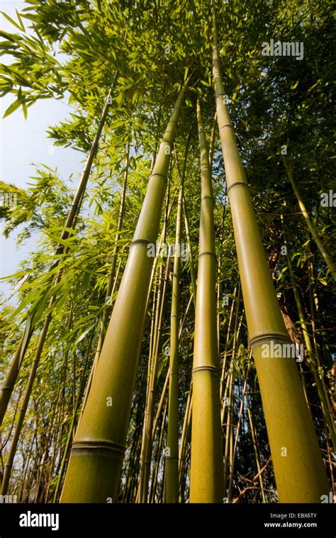 Oldhams Bamboo Giant Timber Bamboo Clumping Giant Timber Bamboo