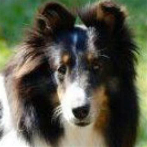 Professional dog grooming services located in pinvin, pershore. Phat Dawgz All Breed Pet Grooming LLC - Pet Service ...
