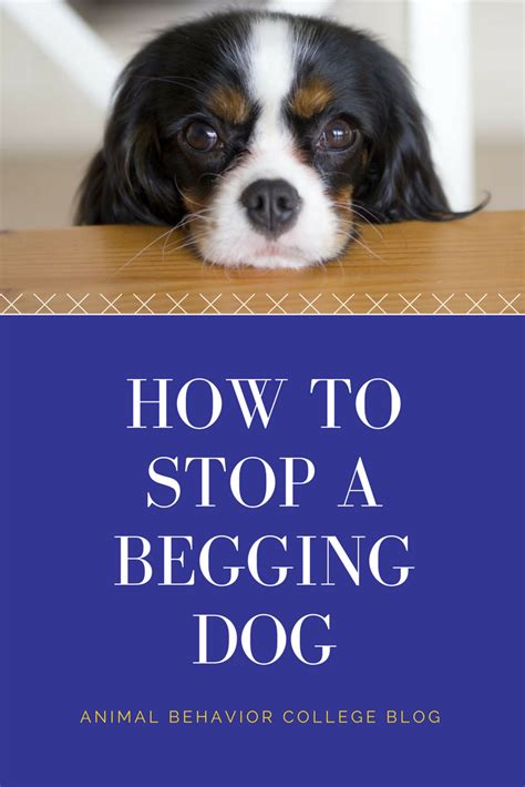 How To Stop A Begging Dog Animal Behavior College Animal Behavior