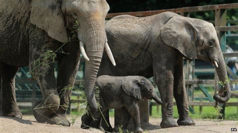 Baby Elephant Makes Public Debut At Aspinall Foundation Bbc News