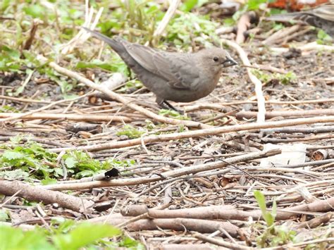 .do deliveries, we'll do social media, we'll do everything that we possibly can but the compensation package is nowhere near enough. from david gardner ashbridge and brown gift shop, carlisle. Bird & Travel Photos, Birding Sites, Bird Information ...