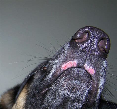 Pink Spots On Nose And Lip German Shepherds Forum