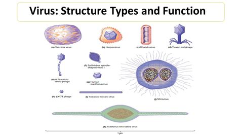 Virus Structure Types And Function Microbiology Notes