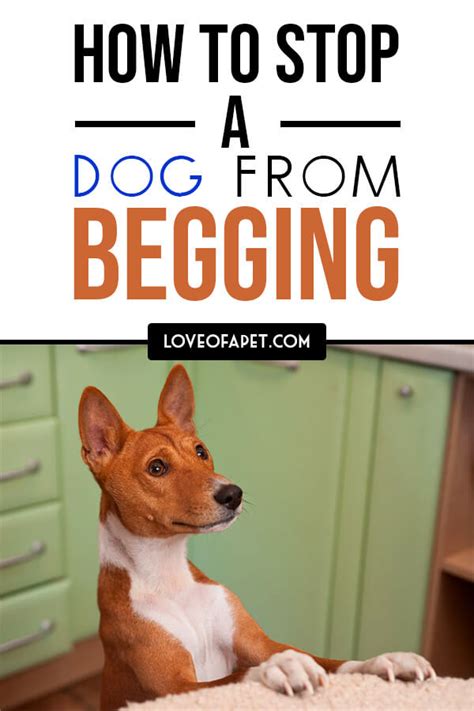 How To Stop A Dog From Begging 7 Easy Steps Love Of A Pet