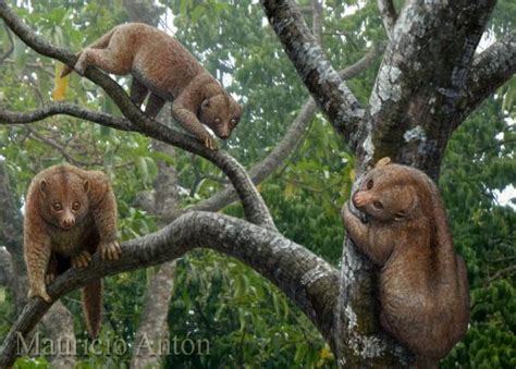 May 2017 Chasing Sabretooths Adapis Prehistoric Animals Extinct