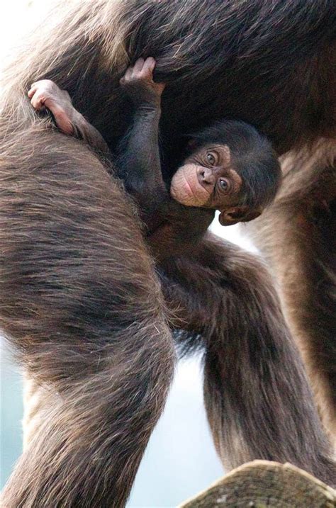 Clingy Chimpanzee Baby Chimpanzee Nayla Holds On To Her Adoptive
