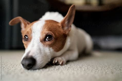 Jack Russell Dog Lying Glumly On Carpeted Floor Del Colaborador De