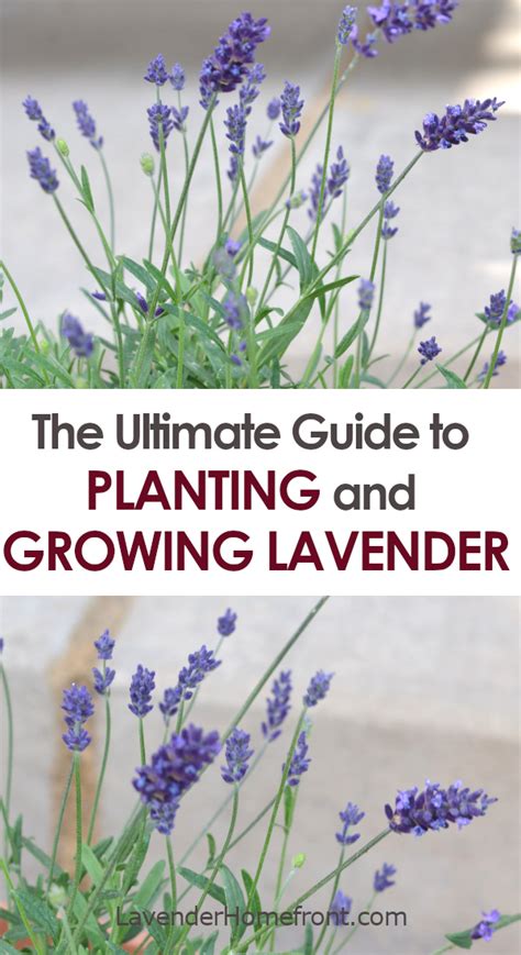 A Planting And Growing Guide To Lavender The Lavender Homefront