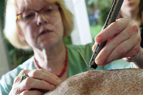 Veterinary Acupuncture Stock Image C0164165 Science Photo Library