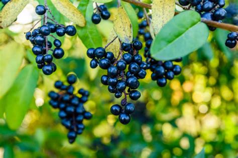 Privet Berry Stock Photos Pictures And Royalty Free Images Istock