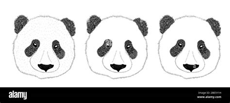 Panda Animal Cute Face Asian Panda Bear Head Portrait Realistic Fur