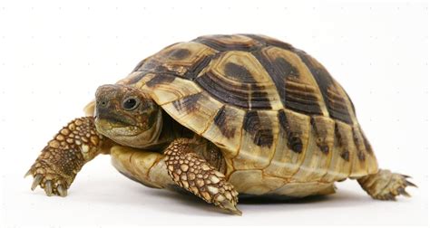 What Are The Key Differences Between Turtle And Tortoise