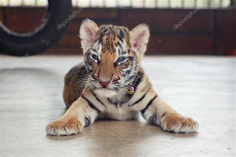 Tigre bebé bonito e sonolento Pequeno filhote de tigre Tigre de bebê