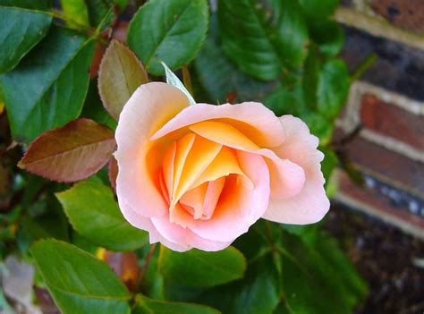 Hd Wallpaper Selective Focus Photography Of Pink Rose Rosebud Flower