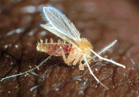 Insect Of The Month June Sandfly Phlebotomus Duboscqi Icipe International Centre Of