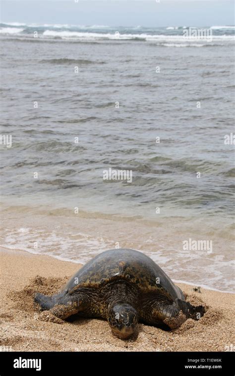 Green Sea Turtle At Haliewa Alii Beach Oahu Hawaii Stock Photo Alamy