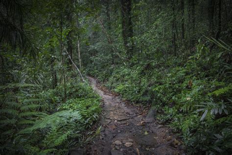 Chemin Dans La Jungle Forêt Tropicale De Sinharaja Dans Sri Lanka Image
