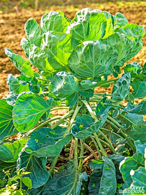 Growing Brussels Sprouts A Seed To Harvest Guide