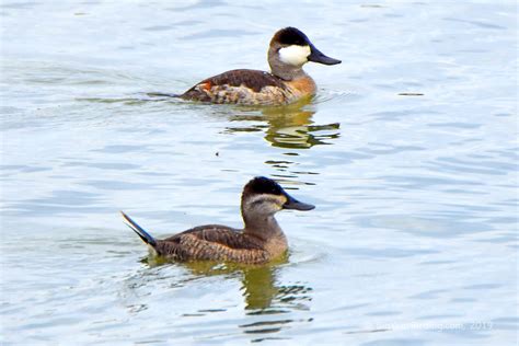 Ruddy Ducks In Maine Big Year Birding