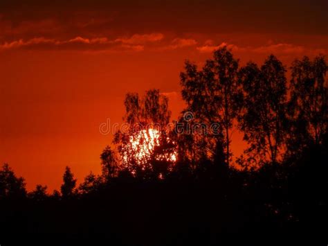 Landscape With Contrasting Sunrise Fuzzy Black Tree Silhouettes Hazy