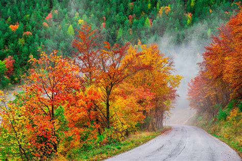Misty Autumn Road