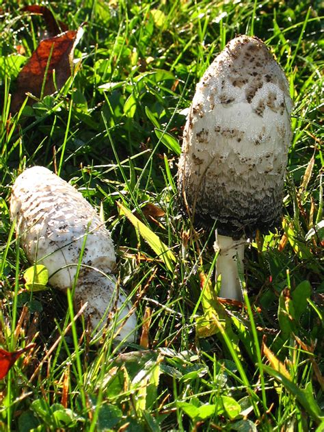 Shaggy Mane (Coprinus comatus) Mushroom-Collecting.com