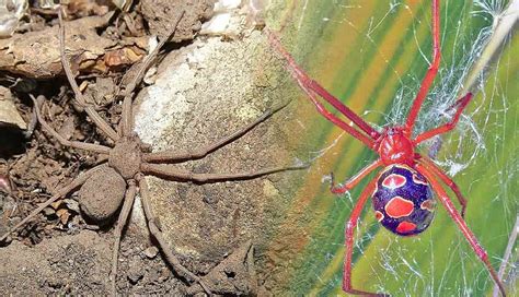 The Worlds Top 10 Most Venomous Spiders