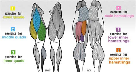 Muscle and tendon characteristics classic human anatomy in motion: Best Thigh Workouts For All Upper Leg Muscles - Fitneass