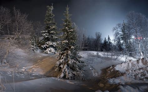 Snow Covered Fir Trees Night Landscape Trees Snow Hd Wallpaper