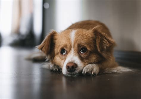 Why You Might Want To Hold Off On Neutering Your Dog