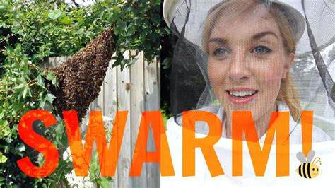 How To Capture A Swarm Of Bees Beekeeping With Maddie 13 Youtube