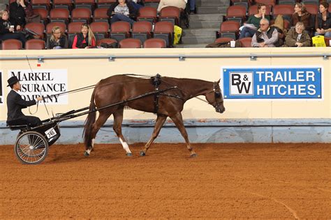 Horse Show Mom Show Horses Drivers Ed Wordpress Site Horsey