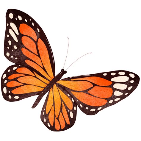 Monarch Butterflies Png Picture Watercolor Monarch Butterfly