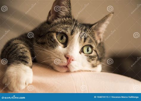 Gato Casero Adorable Que Miente Comfortablemente En La Cama Imagen De