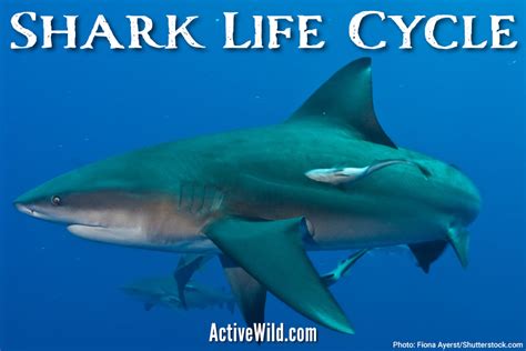 Shark Life Cycle Images Sharyl Hamby