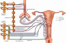 sexual female spinal innervation cord function genitalia men women figure large neurological schema gr3 aorta