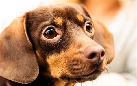 Chiweenie Dog Discover The Chihuahua Dachshund Mix Breed Chiweenie