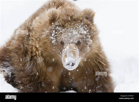 Kodiak Brown Bear High Resolution Stock Photography And Images Alamy